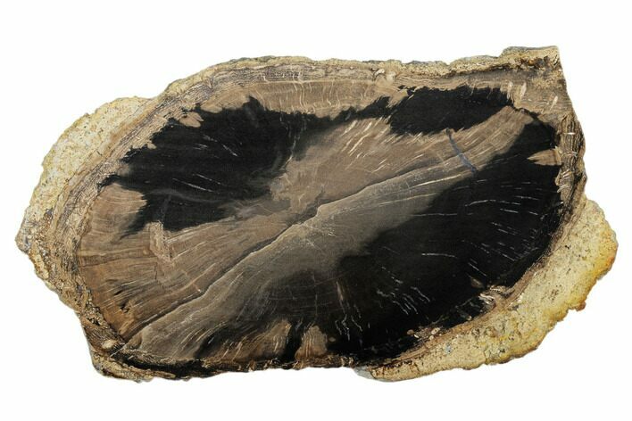 6.1" Petrified Wood (Schinoxylon) Round - Blue Forest, Wyoming